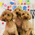 春の運動会シーズン 春の運動会シーズン