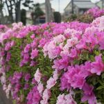 ツツジのお花が咲く頃に